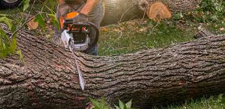 Best Commercial Tree Services  in Oak Bluffs, MA